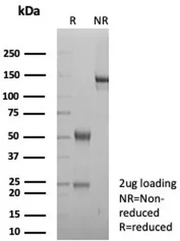 CD3E Antibody