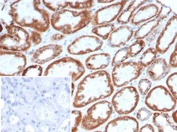 TNFRSF17 Antibody