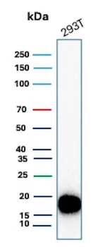 BIRC5 Antibody