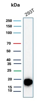 BIRC5 Antibody