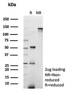 AIF1 Antibody