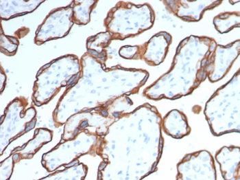CD40 Antibody
