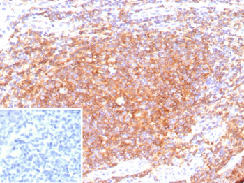 CD40 Antibody