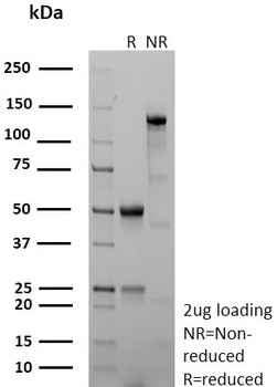 CD40 Antibody