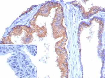 CD38 Antibody