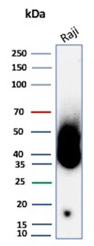 CD38 Antibody