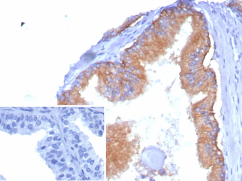 CD38 Antibody