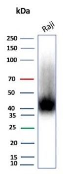 CD38 Antibody