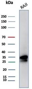 MS4A1 Antibody