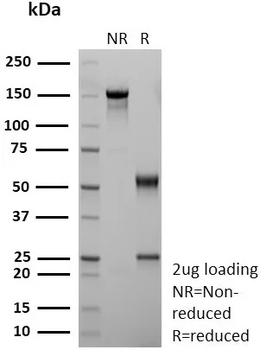 CD36 Antibody