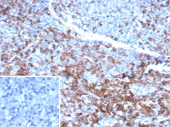 CD3E Antibody