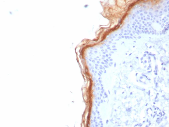 S100G Antibody