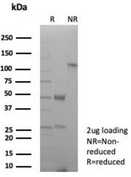 HLA-DPB1 Antibody