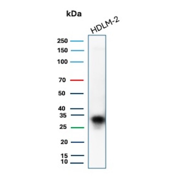 HLA-DPB1 Antibody