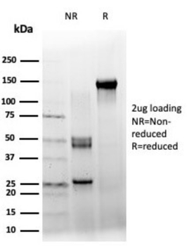 ZXDC Antibody