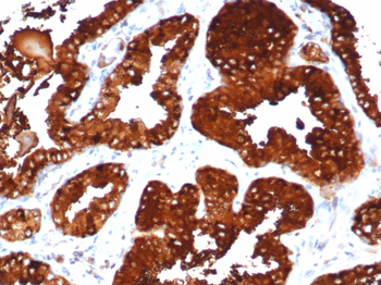 ZXDC Antibody