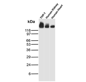 PECAM-1 Antibody