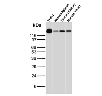 PECAM-1 Antibody