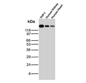 PECAM-1 Antibody