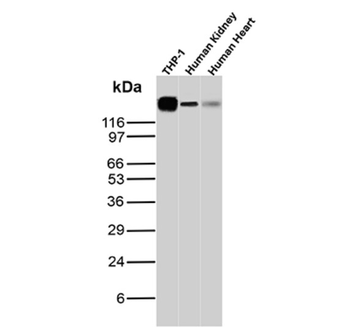 PECAM-1 Antibody