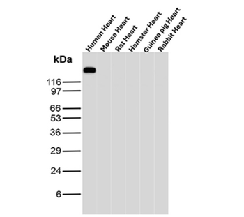 PECAM-1 Antibody