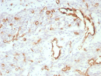 PECAM-1 Antibody