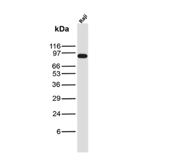PECAM-1 Antibody