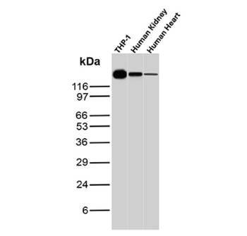 PECAM-1 Antibody
