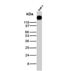PECAM-1 Antibody