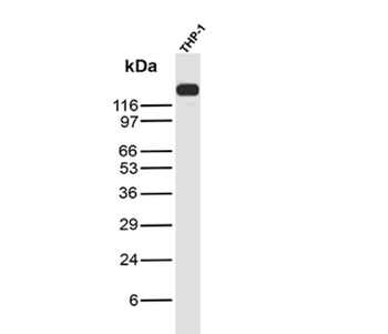 PECAM-1 Antibody