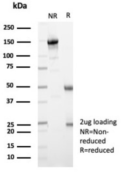MX1 Antibody