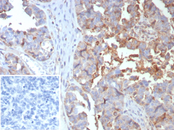 MX1 Antibody