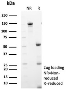MX1 Antibody