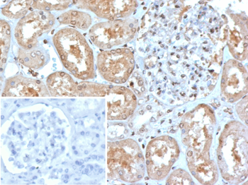 MX1 Antibody
