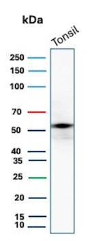 CD4 Antibody