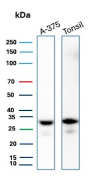 HLA-DRA Antibody