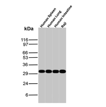 HLA-DRA Antibody