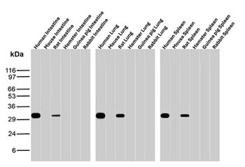 HLA-DRA Antibody
