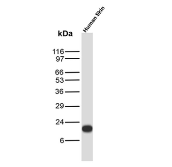SCGB2A2 Antibody