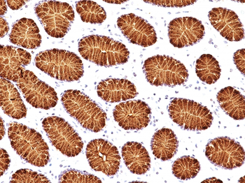 MUC5AC Antibody (Biotin)