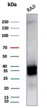MS4A1 Antibody