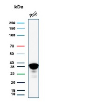 MS4A1 Antibody