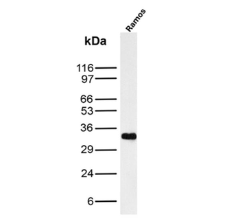 MS4A1 Antibody