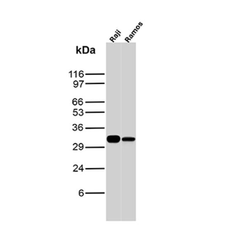 MS4A1 Antibody