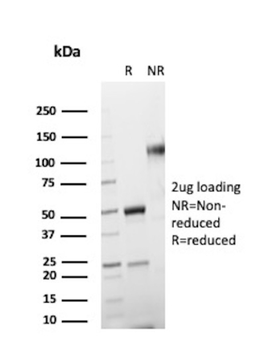 MS4A1 Antibody