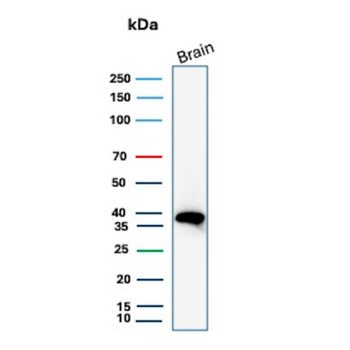 FOLR1 Antibody