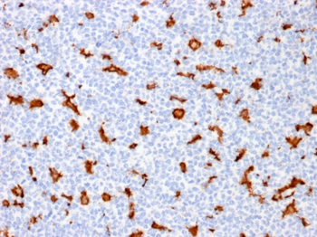 AIF1 Antibody