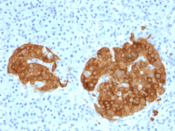 GAD2 Antibody