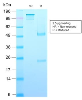 GH1 Antibody