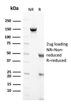 GH1 Antibody